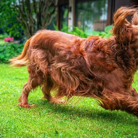 Toma Apartamento Zakopane